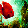 play Deep Orange Fish Slide Puzzle