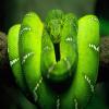 play Green Snack