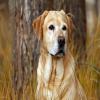 play Labrador Dog