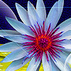 play Pink Water Lily Puzzle