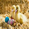 play Cute Duck