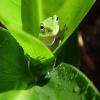 play Green Frog