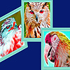 play Flame Birds Puzzle