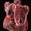 play Cute Little Koalas Slide Puzzle