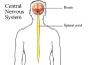 Kuiz Nga Anatomia - Sistemi Nervor Qendror - Pjesa E Parë