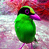 play Green Little Bird Slide Puzzle