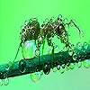 play Green Ant In The Rain Slide Puzzle