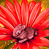 play Flower On The Rabbit Puzzle