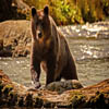 play Bear Forest