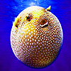 play Spotted Puffer Fish Puzzle