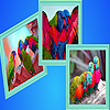 play Rainbow Birds Puzzle