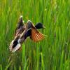 play Flying Duck