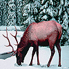 play Alone Snow Deer Slide Puzzle