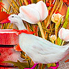 play Pink Footed Goose Puzzle