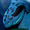 play Blue Snake