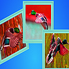 play Flying Green Head Duck Puzzle