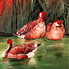 play Brown River Ducks Slide Puzzle