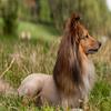 play Sheltie Dog