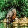 play Hippo Puzzle