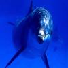 play Dolphin Puzzle