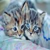 play Kittens Cute