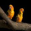 play Lovely Parrots
