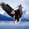 Bald Eagle