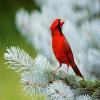 play Red Bird