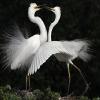 play Dance Of Love