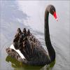play Goose Puzzle