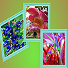 play Modern Garden Flowers Puzzle