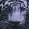 play Wild Eyes Puzzle