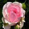 play Flower Puzzle