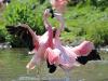 play Dancing Flamingos