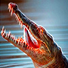 play Fantastic Crocodiles Puzzle