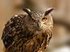 play Owl Puzzle
