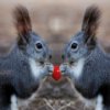 play Squirrel Jigsaw