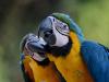 play Two Parrots