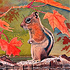 play Lovely Autumn Squirrel Slide Puzzle