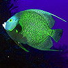 play Deep Green Fish Puzzle