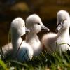 play Baby Swan