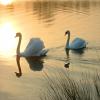 play Ripples Puzzle