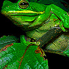 play Green Fat Frog Puzzle