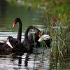 play Black Swans