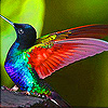 play Charming Hummingbird Slide Puzzle