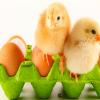 play Cute Chicks