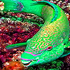 Green Fluorescent Fish Puzzle