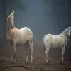 play Horses Colorado