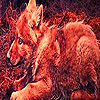 play Mountain Wolves Puzzle