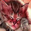 play Sleepy Solitary Cat Puzzle